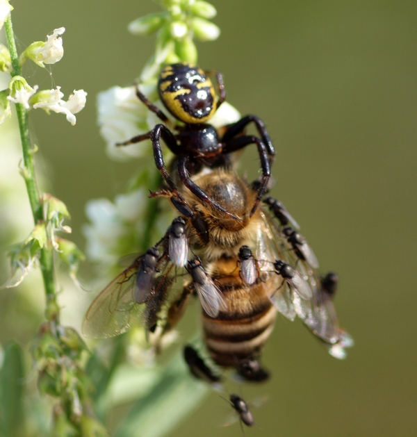 Synema globosum con preda